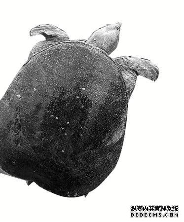 福寿螺啃光千亩荷塘甲鱼卫士出动 效果杠杠的